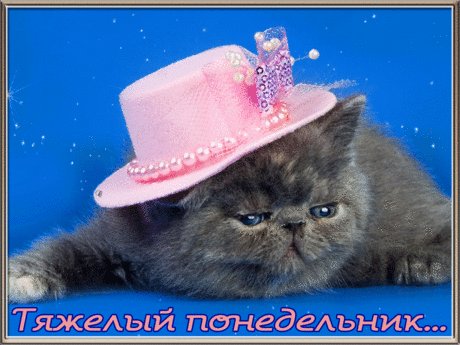 1cgwn9hqli35zk3k