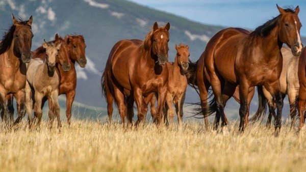 Лошадь Американский кватерхорс (Quarter Horse)