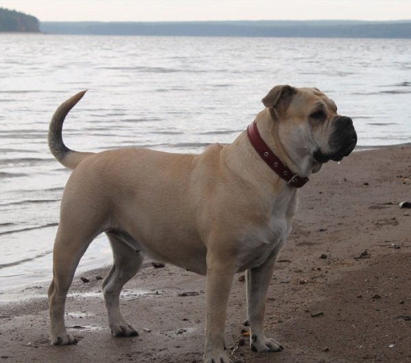 Мальорский бульдог (2)