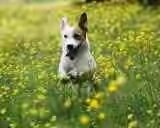 jack-russell-walks