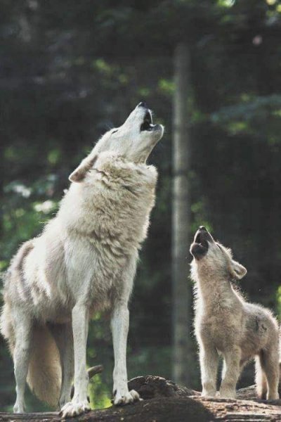 D6c17753dcbc44adec9b8b65fed93b01