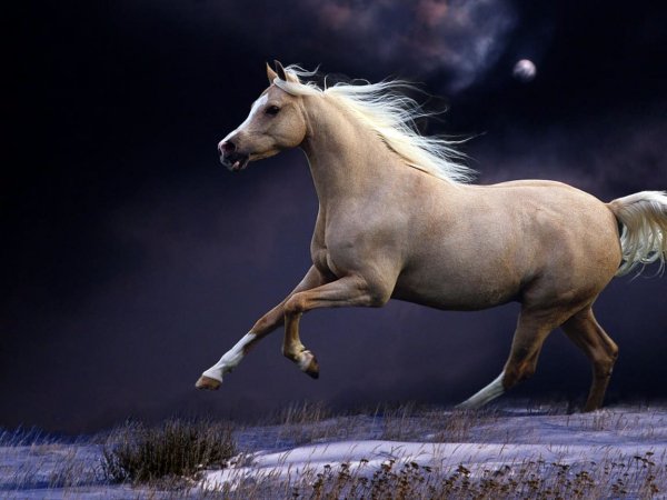 horse-124