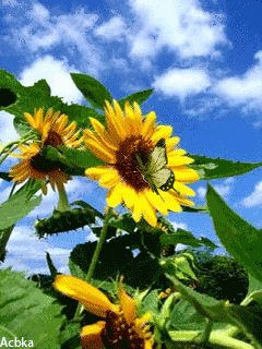 file_7109784
