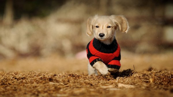 file_81303208