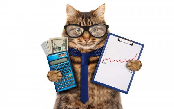 Cats Money Glasses 492643
