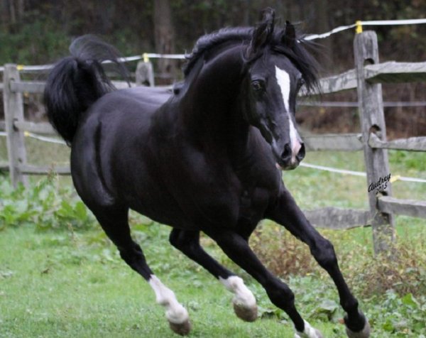 Англо-арабская порода лошадей (3)