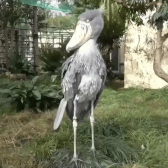 animation