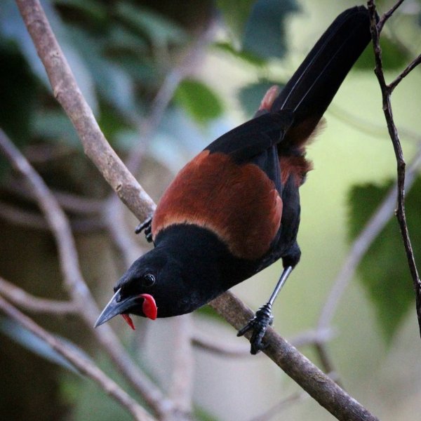 Седлоспинная гуйя South Island Saddleback