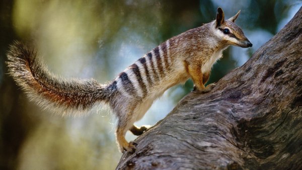 Avstraliia-sumchatyi-muraved-nambat