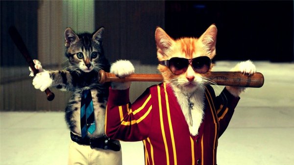 Cool-Cat-Wallpaper-HD