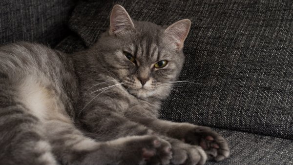 cropped-1920-1080-982317