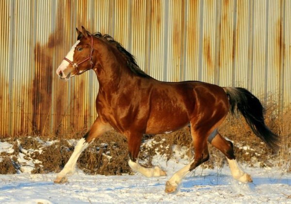 Лошадь Орловский рысак 7