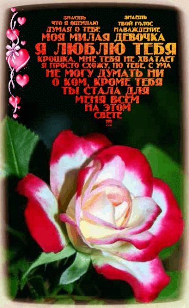 Я люблю тебя БК Роза
