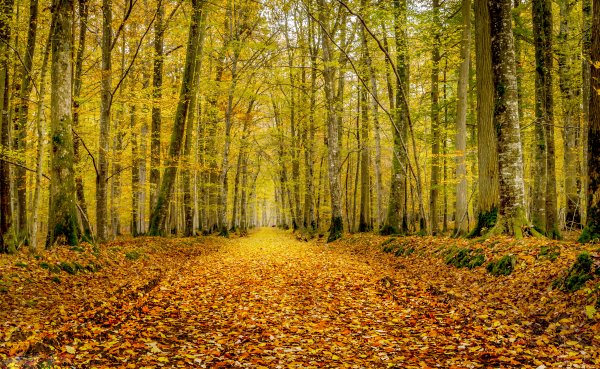 Les-derevya-listya-osen-3006