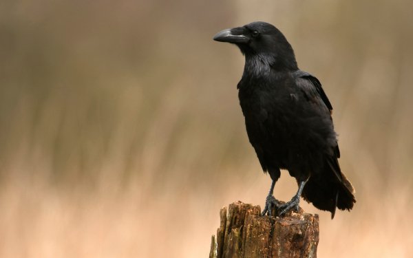 Call of the Raven 2