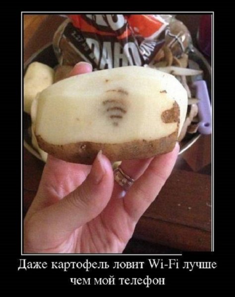 Даже картофель ловит ВАй-Фай лучше чем мой телефон
