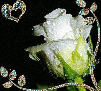 Роза