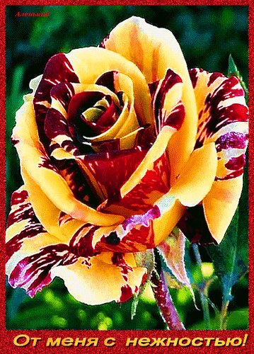Анимированная открытка от меня с нежностью (1)