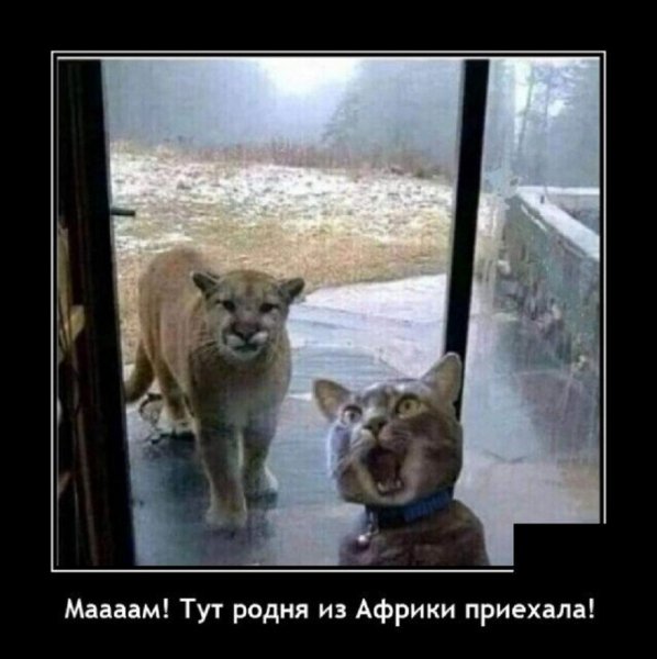 Мам! Тут родня из Африки приехала
