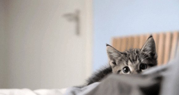 КотЭ)