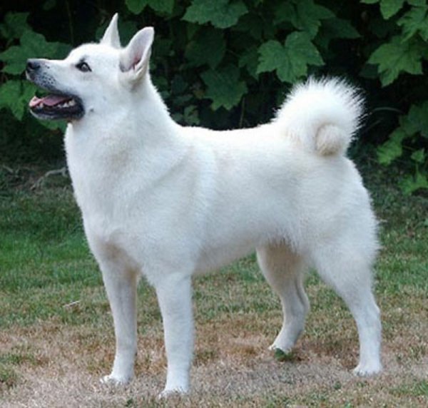 Норвежский бухунд (2)