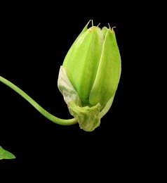 92f73fe6a1368c23bb2cf68cd1966ea3