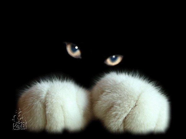 А. Кот 16748338