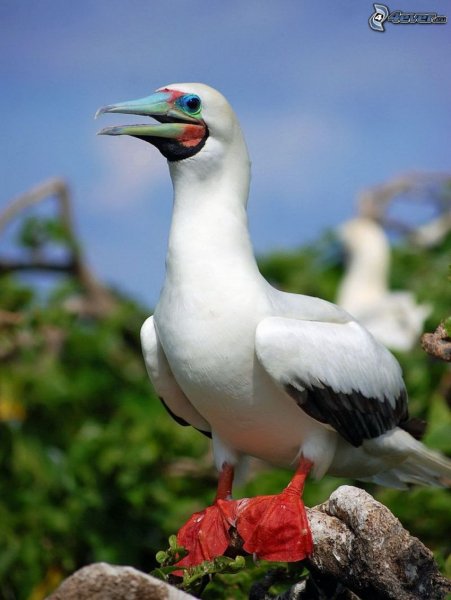 Красноногая олуша