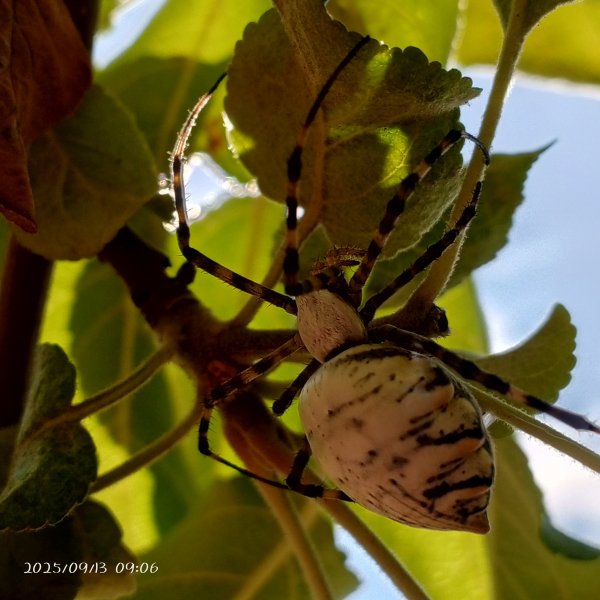 IMG 20250913 090634 592