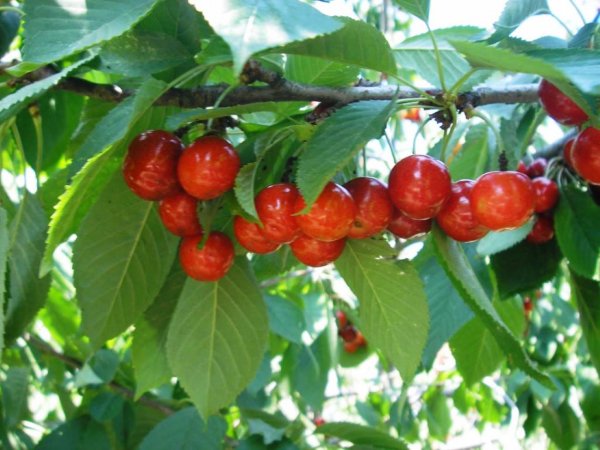 Черешня Краса Кубани