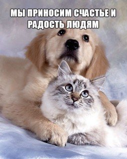 Они приносят счастье и радость