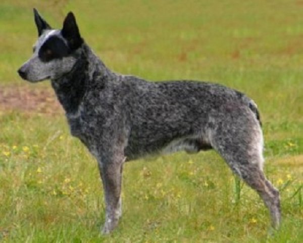 Австралийская короткохвостая пастушья собака