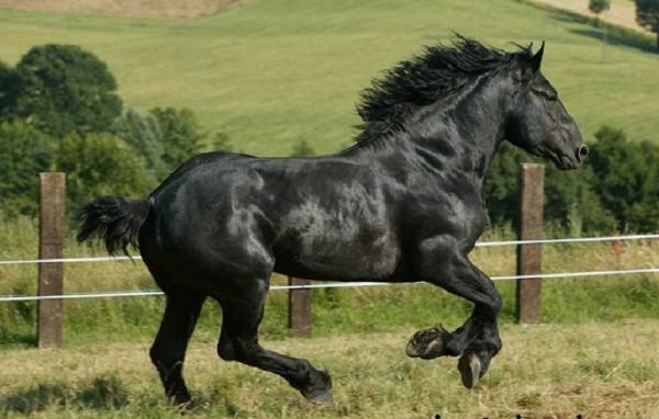 Першерон (3)