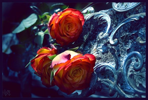 Rose (10)