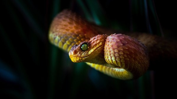 file_91518318