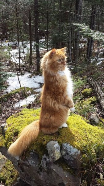 Кот в лесу. (28)