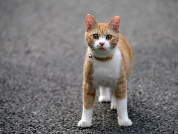 кот ошейник асфальт..file