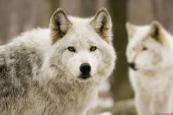 file_52518605