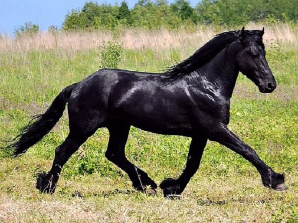 Хайландская порода пони (2)