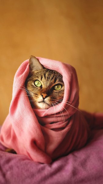 Завёрнутый кот