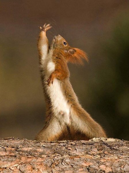 foto-prickol-animals-0109-2014-34