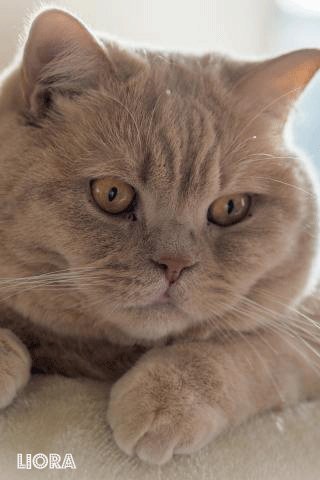 file_75055265