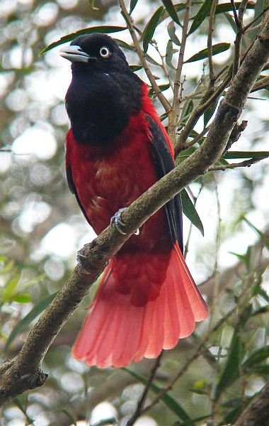 Бордовая Иволга 13