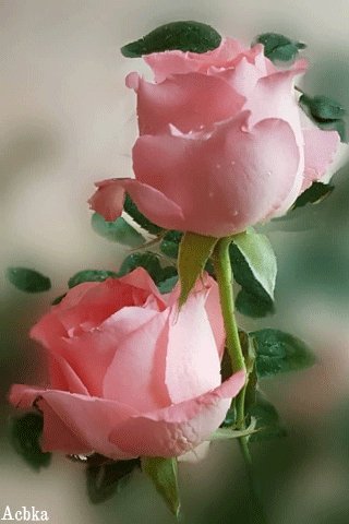 file_94610932