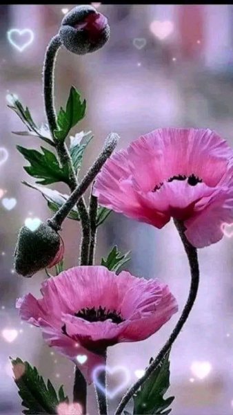 file_96269971