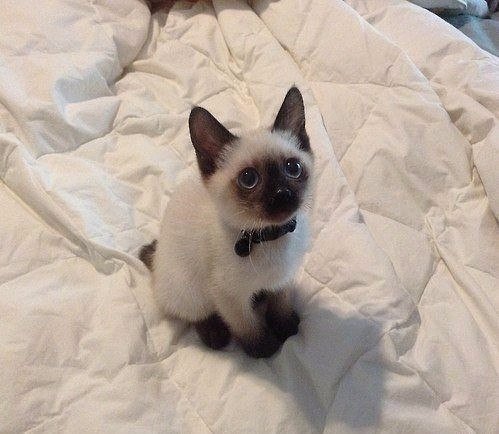 Котёнок Гав