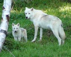 Белые-волки 6