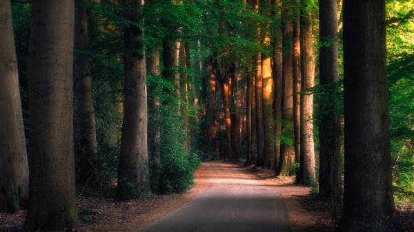 Дорога в утреннем лесу