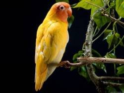 file_46275426