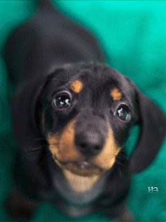 file_59494594